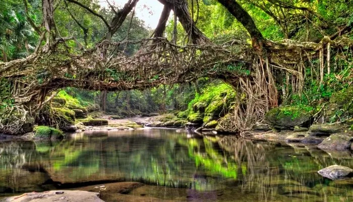 living root bridge, living root bridge in cherrapunji, khasi tribe, double decker bridge,