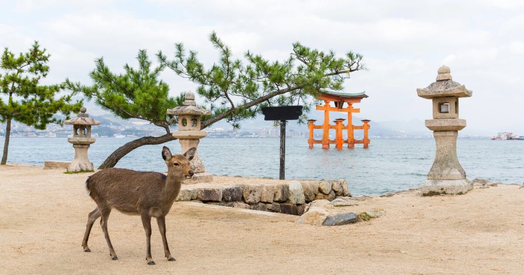 wildlife in Japan, Japanese lake, city near lake in Japan, deer in Japan, Japanese animal.